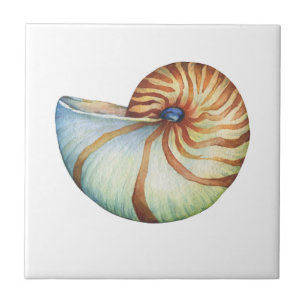 Azulejos - Pequenos 10,8 cm x 10,8 cm Concha Marin