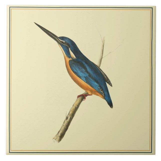 Azure Kingfisher (Frente)