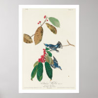 Azure Warbler por Poster Audubon