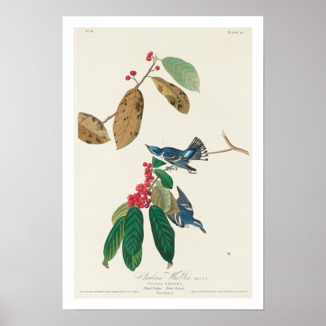 Azure Warbler por Poster Audubon (Frente)