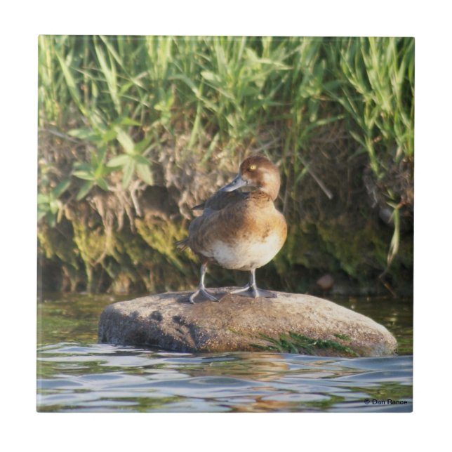 B18 Menos Scaup (Frente)