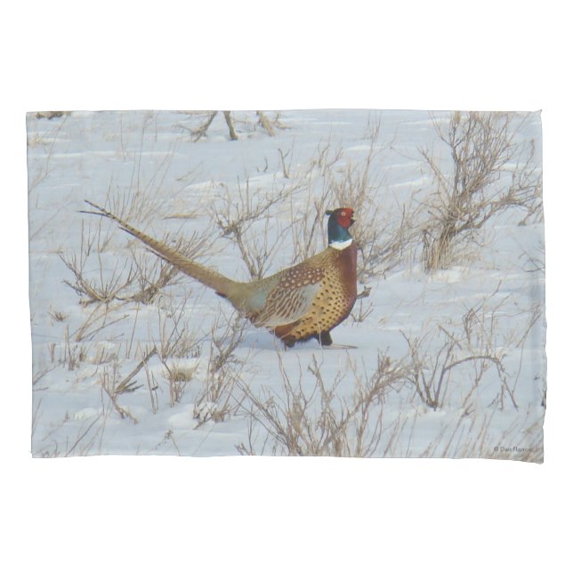 B22 Faisão com pescoço Ring na Neve (Frente)