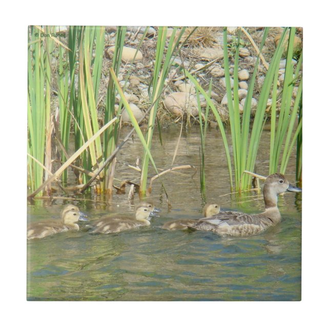 B34 Mãe Pata e Patinhos (Frente)