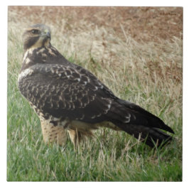 B52 Falcão-de-swainson