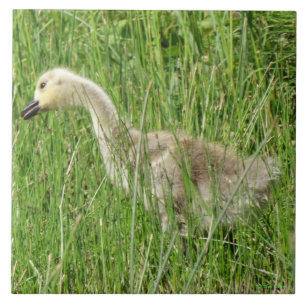 B58 Ganso Canadense Gosling na Grama