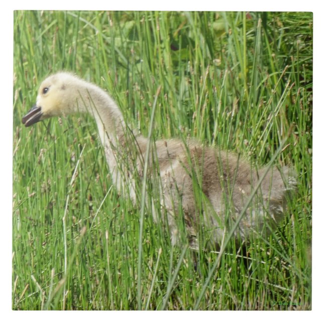 B58 Ganso Canadense Gosling na Grama (Frente)