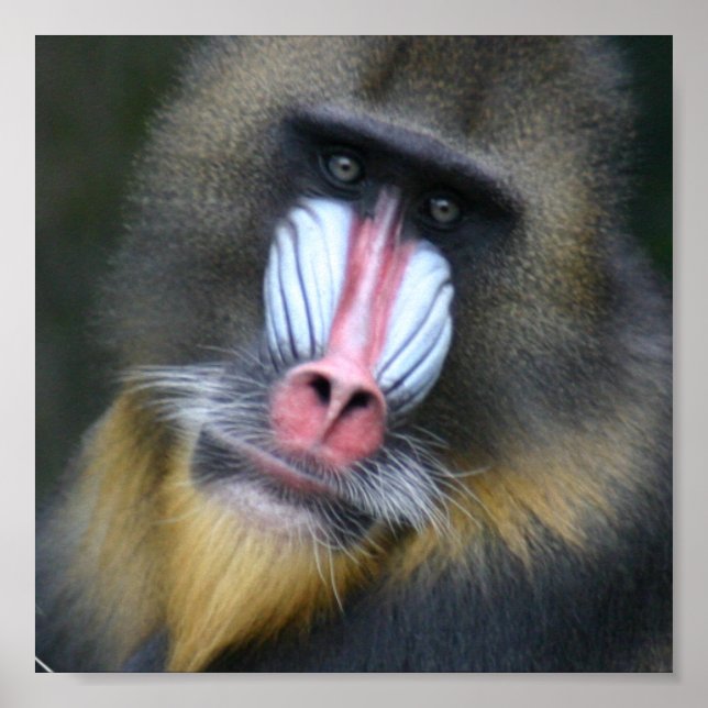 Baboon Face Poster (Frente)