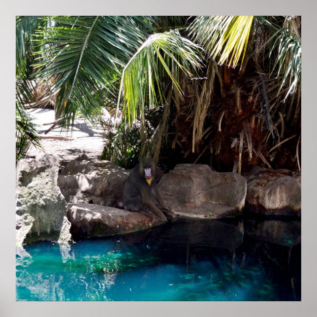 Baboon In Paradise, Poster (Frente)