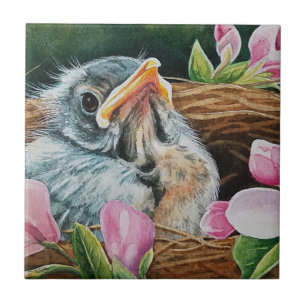 Baby American Robin Bird em Nest Watercolor Art