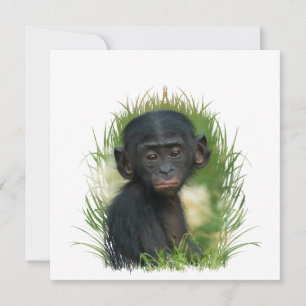 Baby Ape In Grass