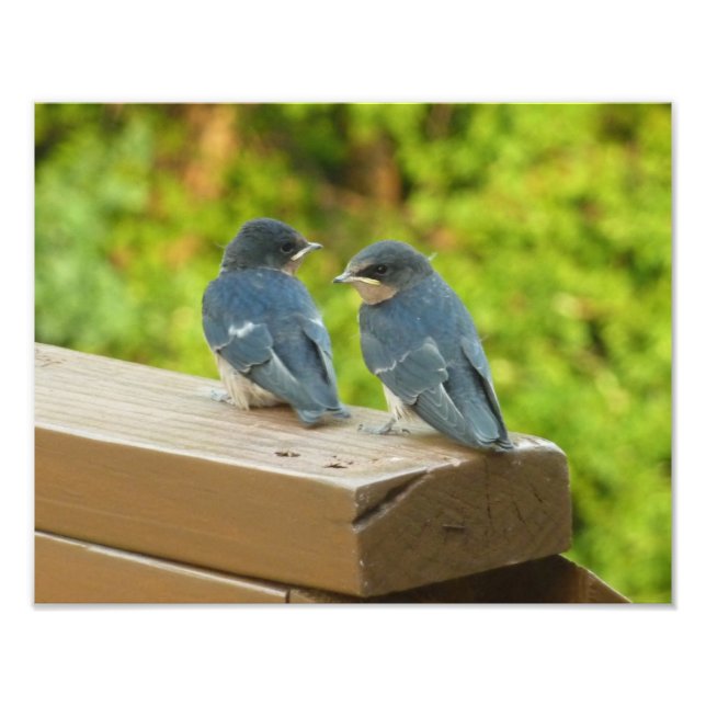 Baby Barn Swallow Nature Bird Foto (Frente)