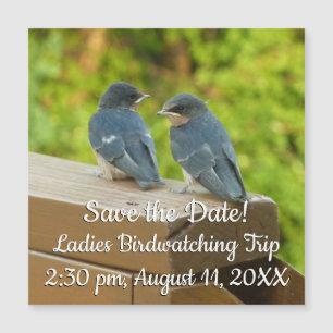 Baby Barn Swallow Nature Bird Foto