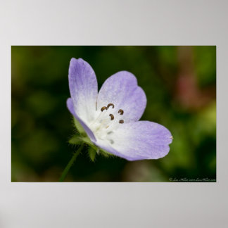 Baby Blue Eye Wildflower Poster