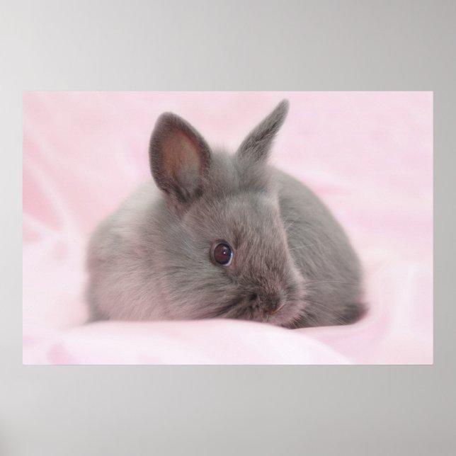 Baby bunny poster (Frente)