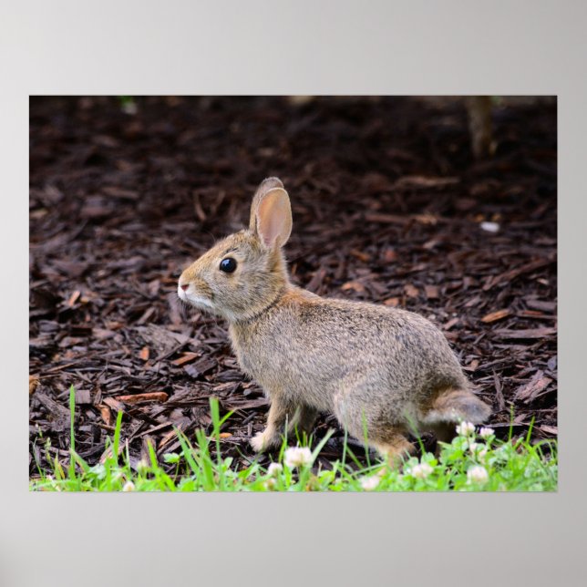 Baby Bunny Rabbit Poster (Frente)