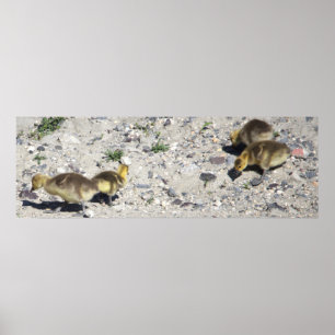 Baby Canada Geese Poster