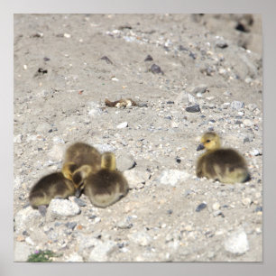 Baby Canada Geese Poster