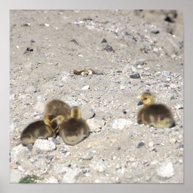 Baby Canada Geese Poster (Frente)