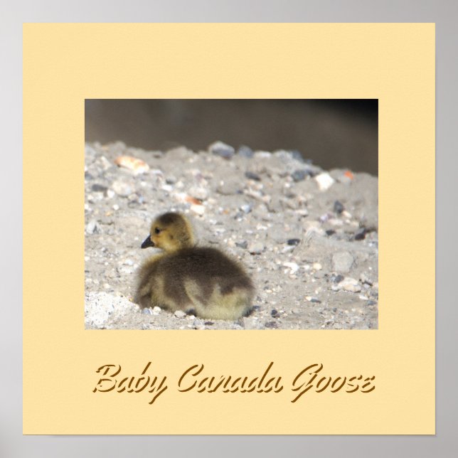 Baby Canada Goose Poster (Frente)