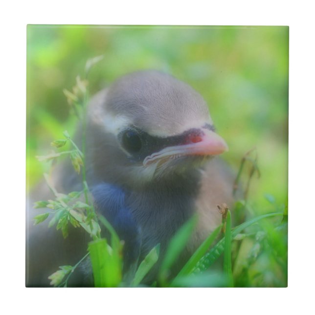 Baby Cedar Waxwing Animal (Frente)