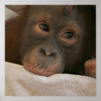Baby Chimp Poster Impressão