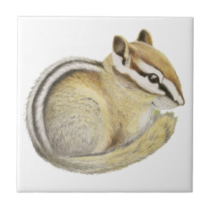 Baby Chipmunk