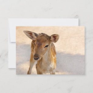 Baby Deer