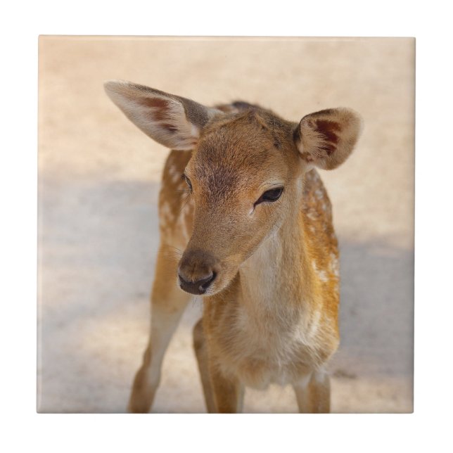 Baby Deer (Frente)