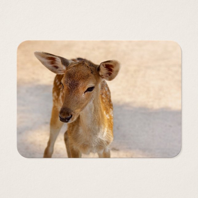 Baby Deer (Frente)
