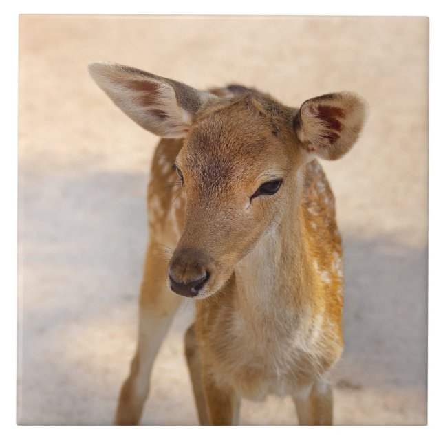 Baby Deer (Frente)