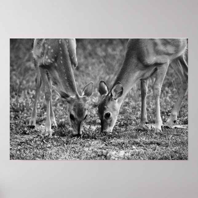 Baby Deer Grazing Photographics Art Impressão (Frente)