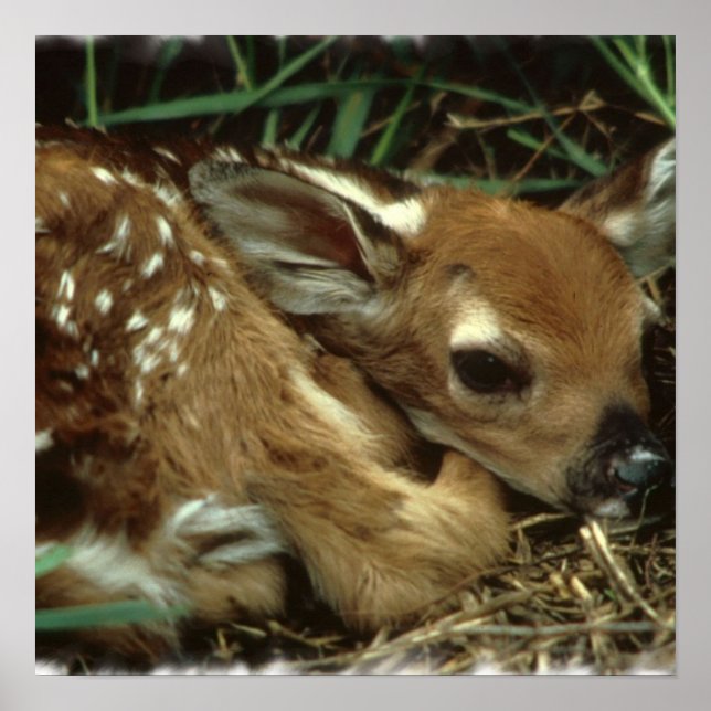 Baby Deer Poster (Frente)
