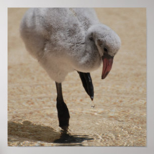 Baby Flamingo Poster