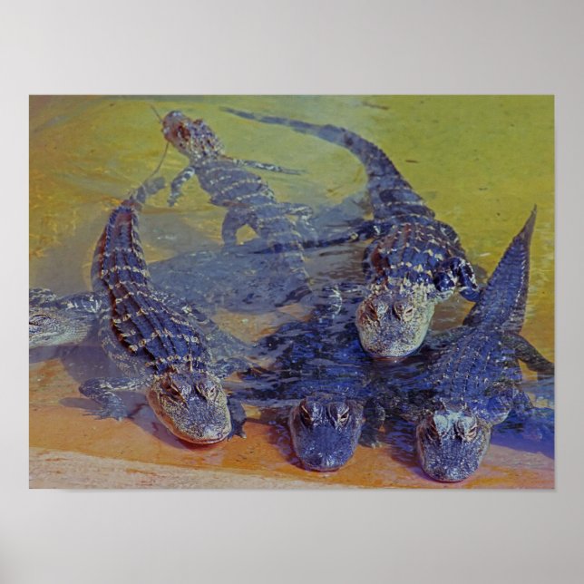 Baby Gators Poster (Frente)
