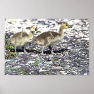 Baby Geese Poster