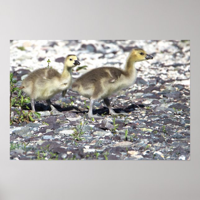 Baby Geese Poster (Frente)