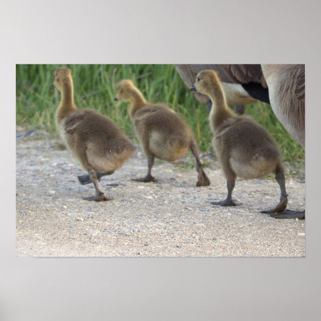Baby Geese Poster (Frente)