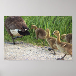 Baby Geese Poster