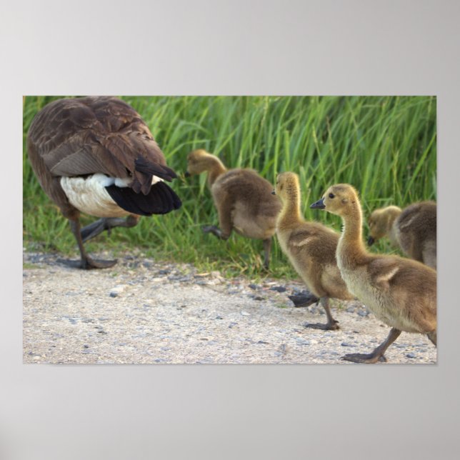 Baby Geese Poster (Frente)