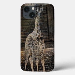 Baby Giraffe