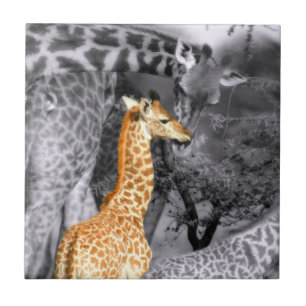 Baby Giraffe