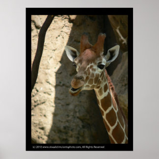 Baby Giraffe Poster Impressões