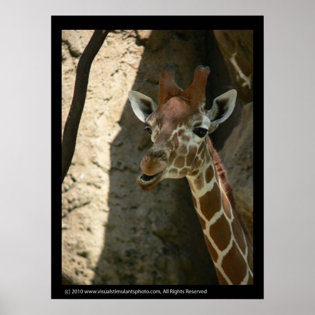Baby Giraffe Poster Impressões (Frente)