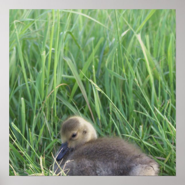 Baby Goose Poster (Frente)