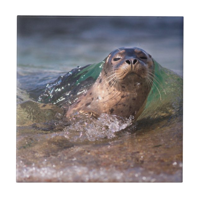 Baby Harbor Seal (Frente)