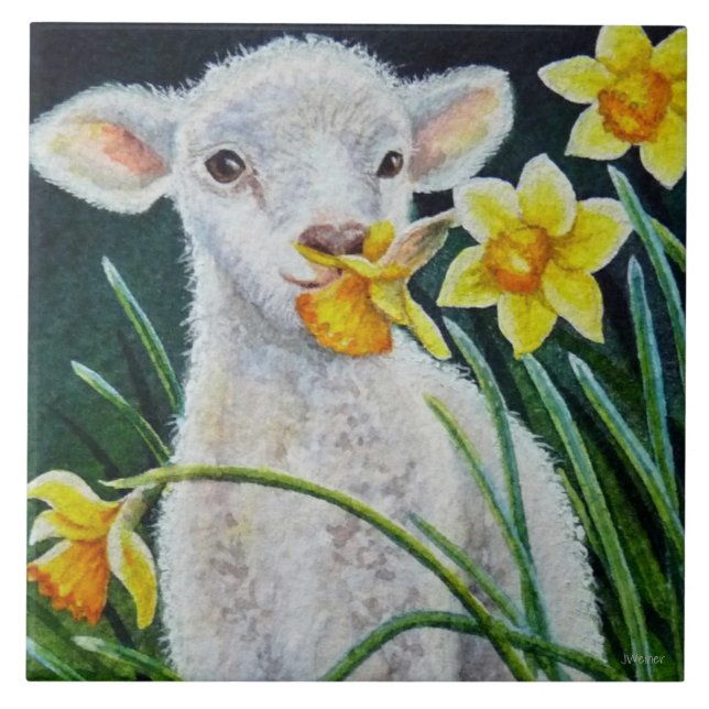 Baby Lamb e Primavera Daffodils (Frente)