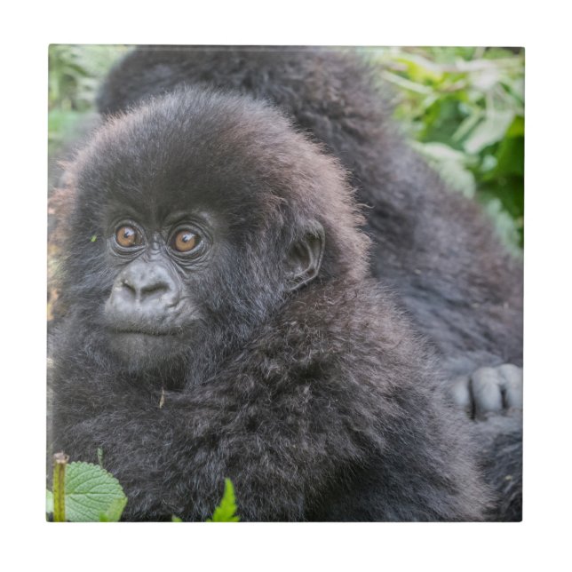 Baby Mountain Gorilla (Frente)