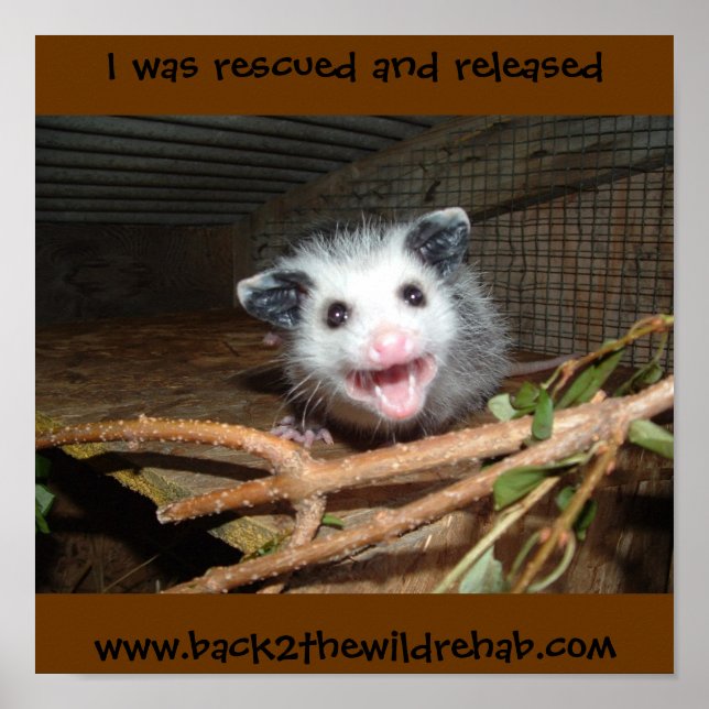 baby opossum poster (Frente)
