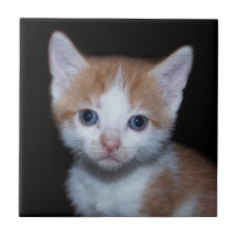Baby orange and white tabten kitten