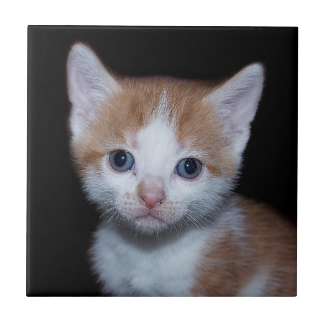 Baby orange and white tabten kitten (Frente)